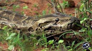 Why Are Humans So Afraid Of Snakes  ManEating Python [upl. by Efren]