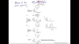 Action potential phases [upl. by Anoo]