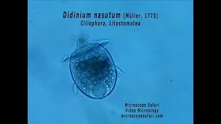 Didinium nasutum [upl. by Esaj]