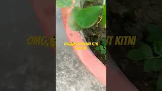 gardening groundnut plantadisia subscribe moongphali garden [upl. by Adnarem]