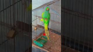 Ringneck parrot talking sound 🥰🦜 [upl. by Meela]