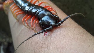 Centipede Bite and Mangrove Cat Snake [upl. by Welby]