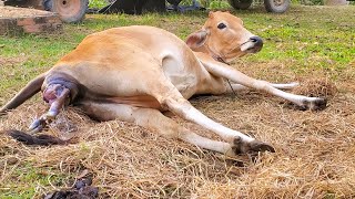 Cow Giving Birth To A Lovely Female Calf [upl. by Bradney]