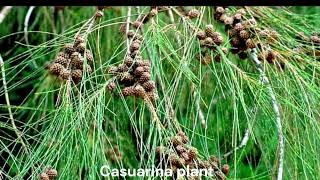 Casuarina plant [upl. by Iew]