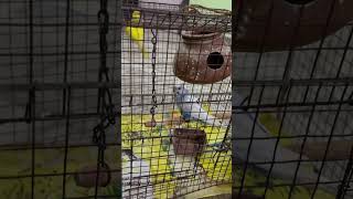 yellow lovebirdBudgie amazing calling sound to make him so happyhappy Love bird sound [upl. by Atterg]