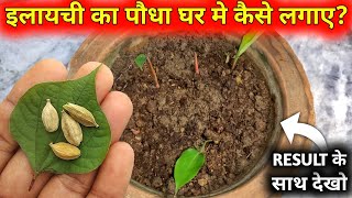 इलायची के पौधे को घर में कैसे उगाएँ  How to Grow Elaichi at Home  Cardamom Plant grow at home [upl. by Eybba197]