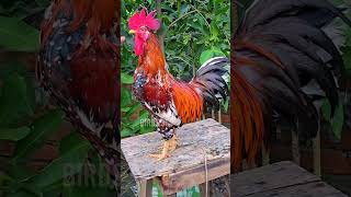 Most Beautiful Rooster In The World  Roosters Crowing  Rare Rooster Show Compilation 2024 [upl. by Janeta]