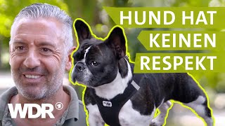 Hundebegegnungen entspannt gestalten  Hunde verstehen  S03E04  WDR [upl. by Gilus339]