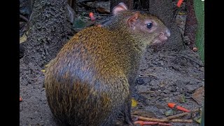 Agoutis First Time Caught on Panama Cam  Cornell Labs 🌎 [upl. by Nerhtak171]