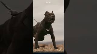 Why are pitbulls often considered the strongest and most dangerous dog breed in the world pitbull [upl. by Hayotal]