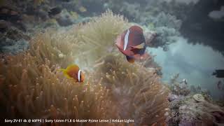 Daryl Laut Wreck Caban Island [upl. by Sivert317]