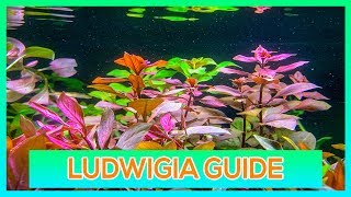 LUDWIGIA REPENS OVALIS SP RED  EASY STEM AQUARIUM PLANT GUIDE [upl. by Enaols230]