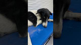 Female dog rescue DAY 2 streetdog rescuedog help comment [upl. by Stone]