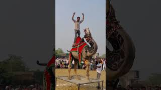 Camel dance 2024wedding dance camel Rajasthan 2024youtube dance dj viralvideo ytshorts [upl. by Amsaj81]