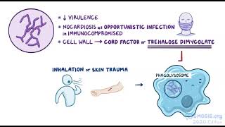 Nocardia microbiology osmosis [upl. by Gupta688]