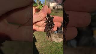 Removing an invasive plant from my backyard Lesser Celandine [upl. by Eniluqaj]