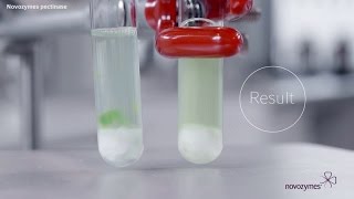 See a Pectin Stain Disappear with Novozymes Pectinase [upl. by Annaert990]