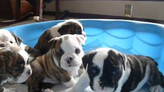 SASSY English Bulldog Puppies 5 weeks old [upl. by Katusha476]