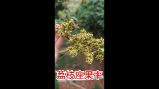 荔枝妃子笑座果率很靚，光禿禿的枝幹能否打單氰胺催花呢？Lychee Feizi has a very good fruit setting ratewith cyanamide to flower [upl. by Houser406]