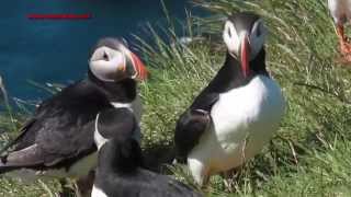 Frailecillo atlántico  Fratercula arctica  Puffin [upl. by Namialus]