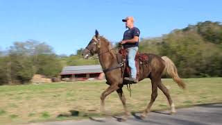 Registered Rocky Mountain Gelding For sale Gamblers Morning Breeze [upl. by Mayman]