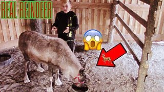 WE CAPTURED SANTAS REINDEER [upl. by Rosemare]