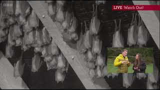 Chris amp Hannah look at the live Greater Horseshoe Bat roost camera  Watch Out Autumnwatch 2022 [upl. by Watters]