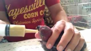 Hand feeding eclectus baby [upl. by Virgilia]