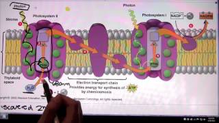 Photosystem 2 and Photosystem 1 [upl. by Bertine]