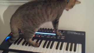 Maury the Cat on Keys [upl. by Charlie]