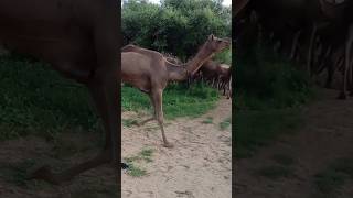 camel running the slow motions animals desert wildlife camelride thardesert [upl. by Oetsira]