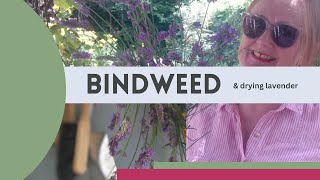 Getting rid of bindweed [upl. by Yrrab670]