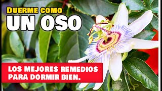 5 Plantas para DORMIR mejor y combatir el INSOMNIO  Cultívalas en casa [upl. by Ainivad220]