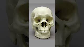 Identifying Human Ancestry Through Skull Shapes antropologia antropology [upl. by Constance]