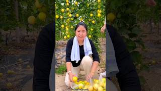 High Yielding Passion Fruit Farming  Delicious Passion Fruit Harvesting shorts satisfying fruit [upl. by Lorou653]