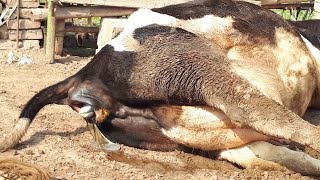 Cow giving birth  Baby Calf being born  Cow delivery video  cow giving birth  cow birth [upl. by Liagabba]