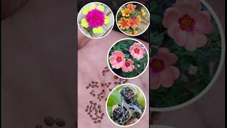 How to collect portulaca seed seeds shorts portulaca trending flowers gardening mossrose yt [upl. by Connelley]