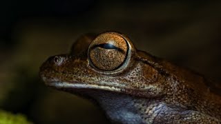 Life cycle of frog 🧬 unreal Life of frog complete Life cycle of frog  frog breeding process [upl. by Eniad621]