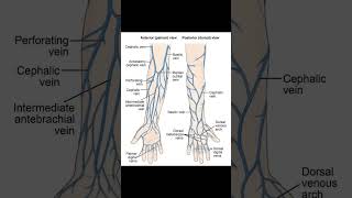 Nerve of handthephysiodoctoranatomyphysiotharapisthumananatomymotivationhumanbodyskull [upl. by Anabahs88]