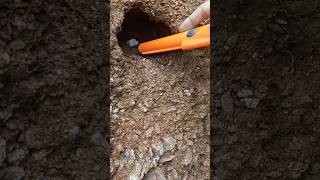 Finding Silver Coin With Metal Detecting metaldetecting goldhunting findingtreasure treasurehunt [upl. by Adao825]