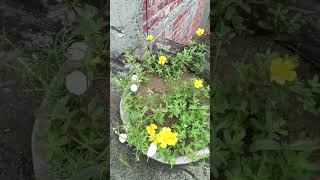 Phool Khile Or Murjhaye  Phool khile or murjhaye DJ remix songs  Vlog indiandj djday djspen [upl. by Olympium767]