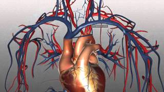 The Heart and Major Vessels  PART 2  Anatomy Tutorial [upl. by Eanar]