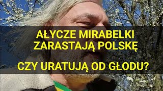 Ałycze popularnie zwane mirabelkami opanowują Polskę [upl. by Enerehs]