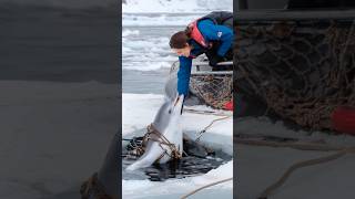 A Heartfelt Tale of a Wounded Dolphin Trapped in a Net Pleading for a Sailors Rescue animals [upl. by Dann612]