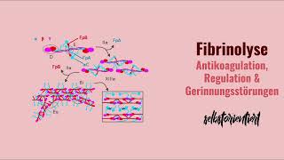 Die Fibrinolyse einfach erklärt  Definition  Regulation  Medizin  Enzymatische Spaltung Fibrin [upl. by Bohner]