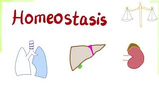 Homeostasis  How Your Body Keeps its Balance  Physiology Series [upl. by Eanert]