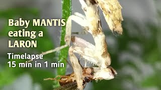 Amazing kungfu mantis eating a whole moth timelapse 15 min in 1 min [upl. by Smiga]