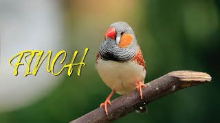 Finch Sounds  Bird Sounds [upl. by Euqinad]