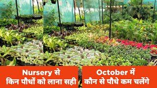 नर्सरी से किन पौधों को लगाना सही  कौन से पौधे ज्यादा और कौन से कम चलेंगे  Nursery Visit October [upl. by Lymn]