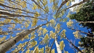 1 Hour in a Healing Aspen Forest w Nature Sounds 1080p Pure Relaxation Video [upl. by Tychon]